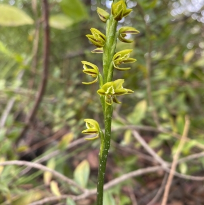 Prasophyllum flavum (Yellow Leek Orchid) at Jerrawangala National Park - 2 Dec 2022 by rosiecooney