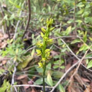 Prasophyllum flavum at Tianjara, NSW - suppressed