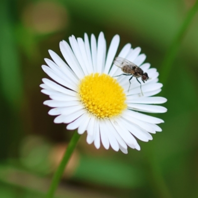 Unidentified Long-legged Fly (Dolichopodidae) at Wodonga - 2 Dec 2022 by KylieWaldon