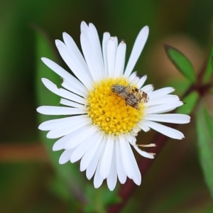 Austrotephritis sp. (genus) at Wodonga, VIC - 2 Dec 2022