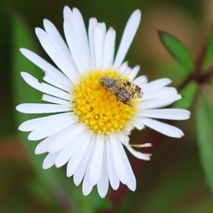 Austrotephritis sp. (genus) at Wodonga, VIC - 2 Dec 2022