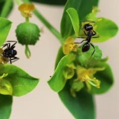 Unidentified Ant (Hymenoptera, Formicidae) at Wodonga - 2 Dec 2022 by KylieWaldon