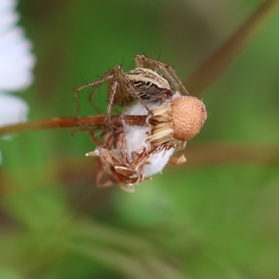 Oxyopes (genus) (Lynx spider) at Wodonga, VIC - 2 Dec 2022 by KylieWaldon