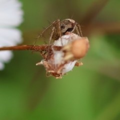 Oxyopes sp. (genus) at Wodonga, VIC - 2 Dec 2022