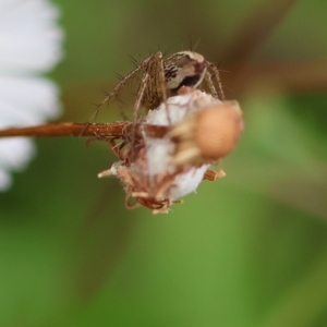 Oxyopes sp. (genus) at Wodonga, VIC - 2 Dec 2022