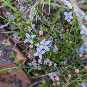 Boronia nana var. hyssopifolia at Blakney Creek, NSW - 2 Dec 2022