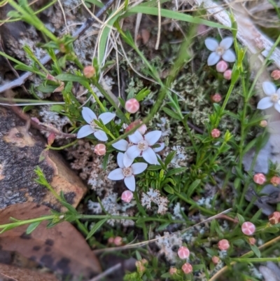 Boronia nana var. hyssopifolia at Blakney Creek, NSW - 2 Dec 2022 by mainsprite