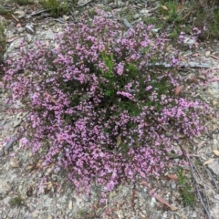 Boronia microphylla (Small-leaved Boronia) at Blakney Creek, NSW - 2 Dec 2022 by mainsprite