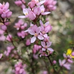 Boronia microphylla at Blakney Creek, NSW - 2 Dec 2022