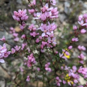 Boronia microphylla at Blakney Creek, NSW - suppressed