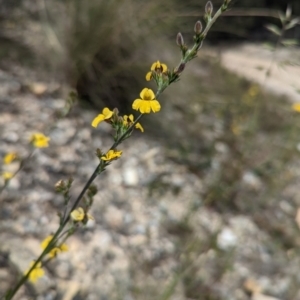 Goodenia bellidifolia at Blakney Creek, NSW - 2 Dec 2022 12:11 PM