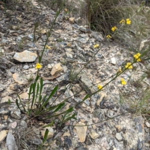 Goodenia bellidifolia at Blakney Creek, NSW - 2 Dec 2022 12:11 PM