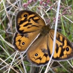 Heteronympha merope (Common Brown Butterfly) at Googong, NSW - 30 Nov 2022 by Wandiyali