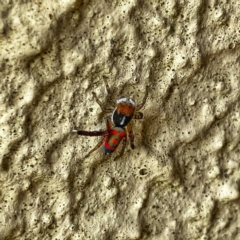 Maratus pavonis (Dunn's peacock spider) at QPRC LGA - 1 Dec 2022 by Wandiyali