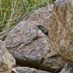 Egernia cunninghami (Cunningham's Skink) at Greenway, ACT - 2 Dec 2022 by NathanaelC
