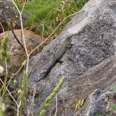 Egernia cunninghami (Cunningham's Skink) at Greenway, ACT - 2 Dec 2022 by NathanaelC