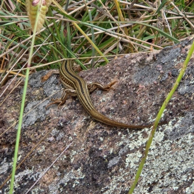 Ctenotus robustus (Robust Striped-skink) at Greenway, ACT - 2 Dec 2022 by NathanaelC