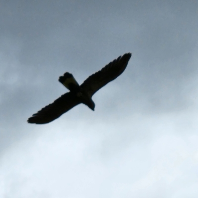 Zanda funerea (Yellow-tailed Black-Cockatoo) at Lake Tuggeranong - 2 Dec 2022 by NathanaelC