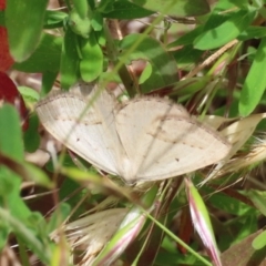 Taxeotis endela (Looper or geometer moth) at Tuggeranong Hill - 2 Dec 2022 by owenh