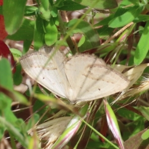 Taxeotis endela at Theodore, ACT - 2 Dec 2022