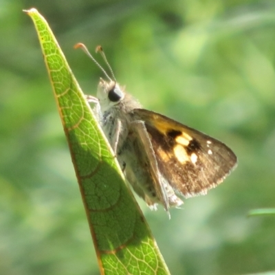 Trapezites phigalia (Heath Ochre) at Molonglo Valley, ACT - 10 Nov 2022 by Christine