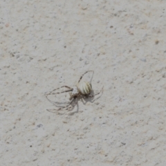 Unidentified Orb-weaving spider (several families) at Murrumbateman, NSW - 2 Dec 2022 by amiessmacro