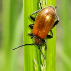 Ecnolagria grandis (Honeybrown beetle) at Tidbinbilla Nature Reserve - 19 Nov 2022 by Fiboa
