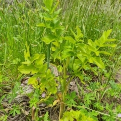 Unidentified Other Wildflower or Herb at Paddys River, ACT - 19 Nov 2022 by Fiboa