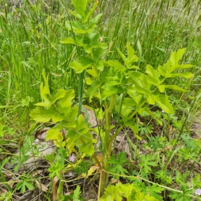 Pastinaca sativa (Parsnip) at Paddys River, ACT - 19 Nov 2022 by Fiboa