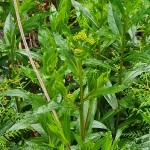 Senecio linearifolius var. latifolius at Paddys River, ACT - 19 Nov 2022