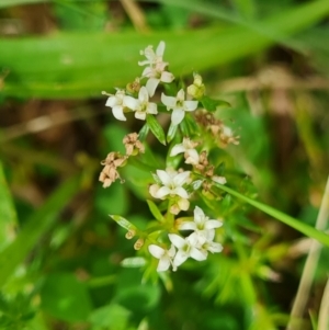 Asperula conferta at Paddys River, ACT - 19 Nov 2022 12:30 PM