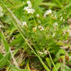 Asperula conferta at Paddys River, ACT - 19 Nov 2022 12:30 PM