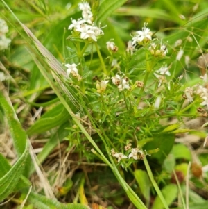 Asperula conferta at Paddys River, ACT - 19 Nov 2022 12:30 PM