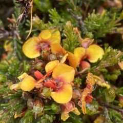 Dillwynia sericea (Egg And Bacon Peas) at Bungendore, NSW - 2 Dec 2022 by SteveBorkowskis