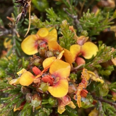 Dillwynia sericea (Egg And Bacon Peas) at Bungendore, NSW - 2 Dec 2022 by SteveBorkowskis