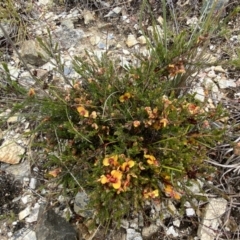 Dillwynia sericea at Bungendore, NSW - 2 Dec 2022