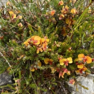 Dillwynia sericea at Bungendore, NSW - 2 Dec 2022