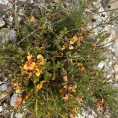Dillwynia sericea at Bungendore, NSW - 2 Dec 2022