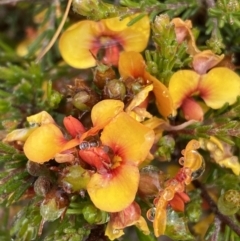 Dillwynia sericea at Bungendore, NSW - 2 Dec 2022