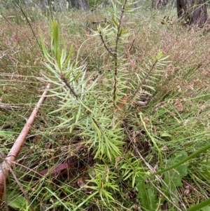 Persoonia chamaepeuce at Lake George, NSW - 2 Dec 2022 10:25 AM