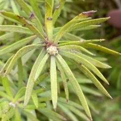 Persoonia chamaepeuce at Lake George, NSW - 2 Dec 2022