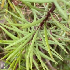 Persoonia chamaepeuce at Lake George, NSW - 2 Dec 2022 10:25 AM