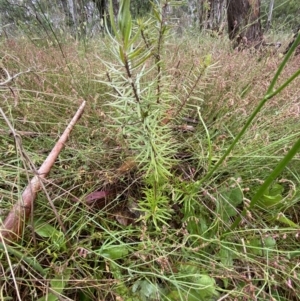 Persoonia chamaepeuce at Lake George, NSW - 2 Dec 2022 10:25 AM