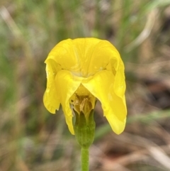 Goodenia pinnatifida (Scrambled Eggs) at Sweeney's TSR - 1 Dec 2022 by Steve_Bok