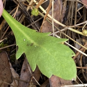 Goodenia pinnatifida at Lake George, NSW - 2 Dec 2022