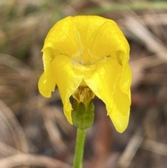 Goodenia pinnatifida at Lake George, NSW - 2 Dec 2022