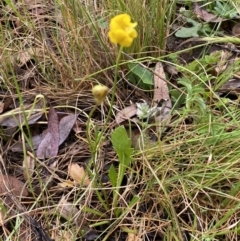 Goodenia pinnatifida at Lake George, NSW - 2 Dec 2022