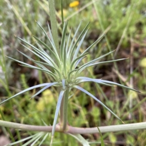 Eryngium ovinum at Lake George, NSW - 2 Dec 2022