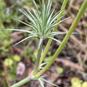 Eryngium ovinum at Lake George, NSW - 2 Dec 2022