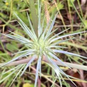 Eryngium ovinum at Lake George, NSW - 2 Dec 2022